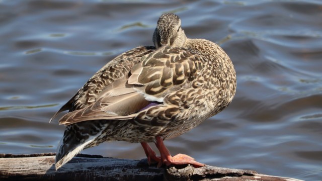 Mallard trying to snooze.