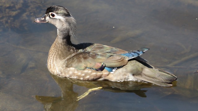 Female wood duck gliding.