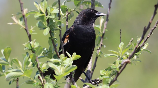 Blackbird in a tree.
