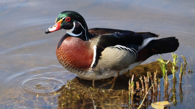 Yes, I am the most beautiful duck here.