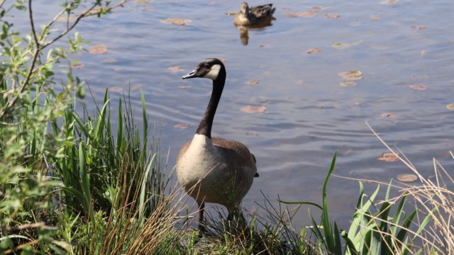 "I claim this land in the name of hissing and pooping."