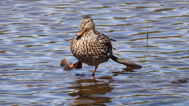 Jesus duck stretching.