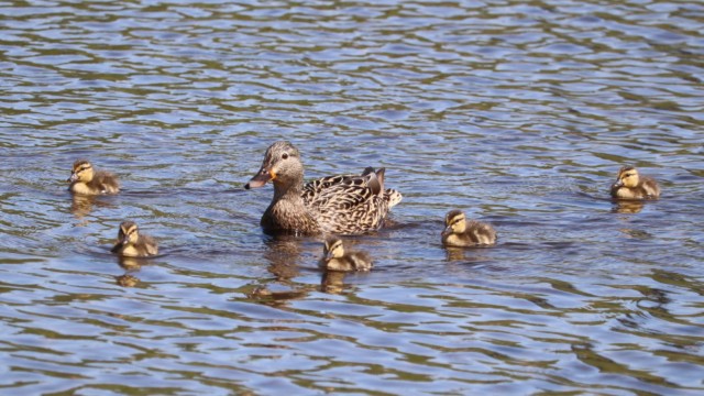 Mama duck and her squadron of ducklings