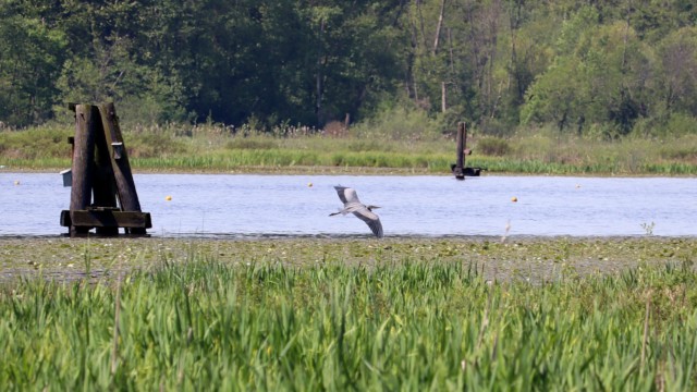 The only herons were off in the distance.