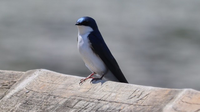 Tree swallow obligingly pauses on a rail for me.