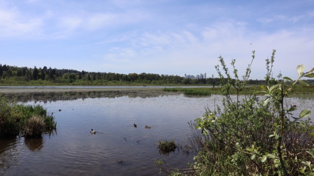 View of Burnaby Lake.