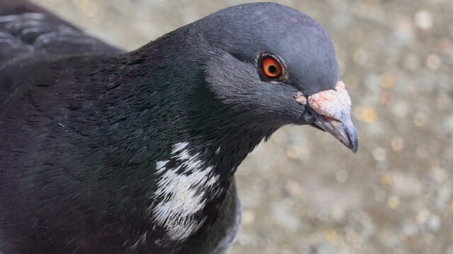 Pigeon is ready for its close-up.