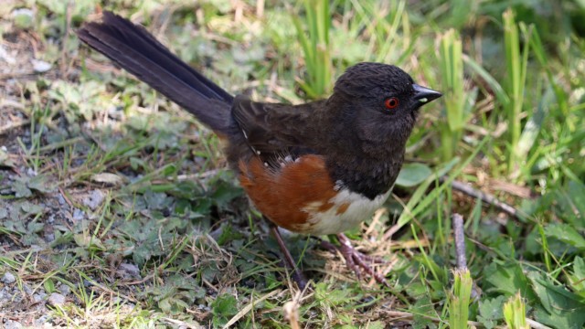 This spotted towhee kept hopping toward me, posed for a bit with its green munchies, then darted off into the brush.