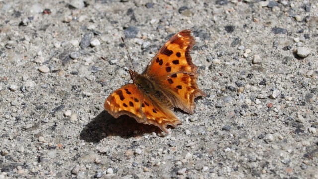 A comma butterfly (I think), near the Brunette River.