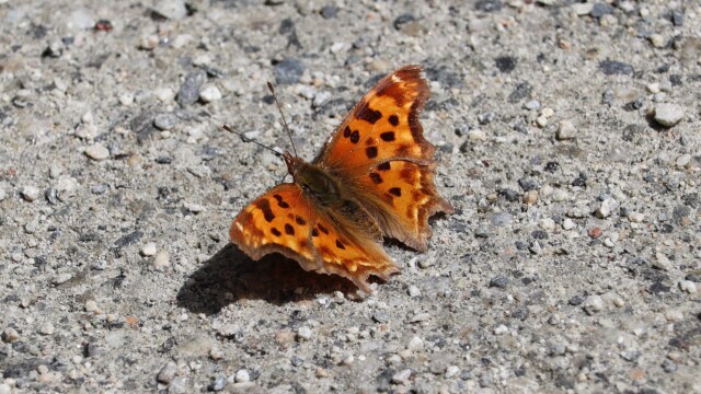 A comma butterfly (I think), near the Brunette River.