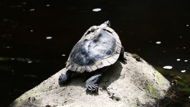 Painted turtle sunning on the Brunette River.