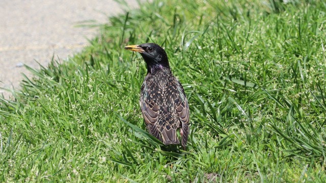 European starling near home.