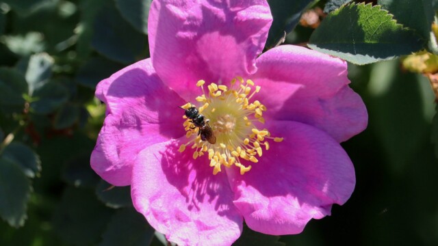 It's pollen time! Good for pollen-seeking bugs, bad for my allergies.