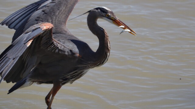 This heron caught two fish at once. Impressive! Then it discovered it could not swallow both, so one was dropped back into the water.