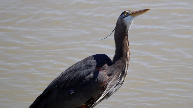 Heron appears to be pondering, but is actually swallowing a fish. But maybe also pondering.
