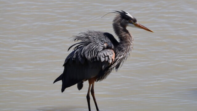 This heron got all ruffled after eating, which I've never seen them do before