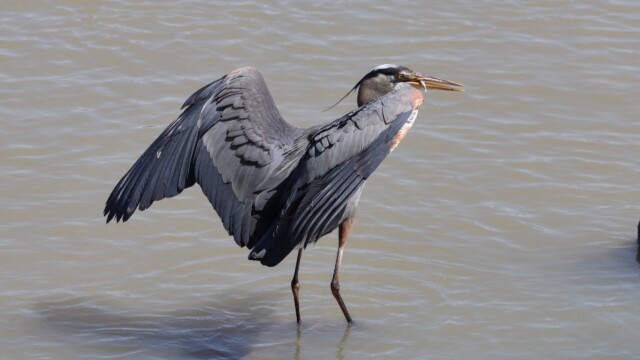 Heron with a snack
