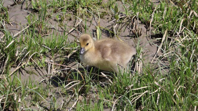 Gosling in the grass
