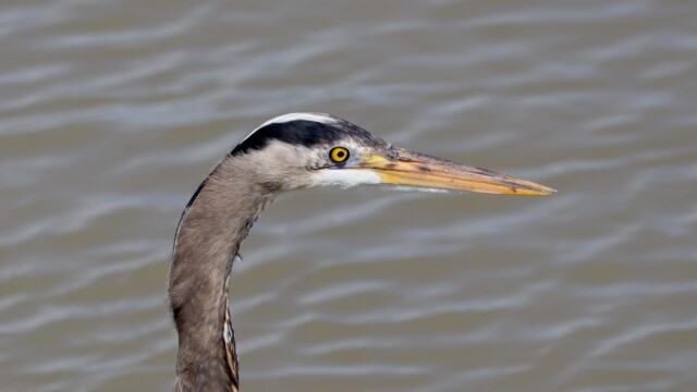 Heron close-up