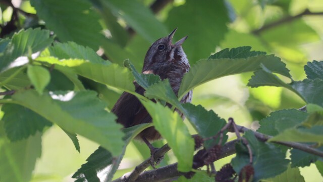 You can probably guess how I found this song sparrow nestled in a tree