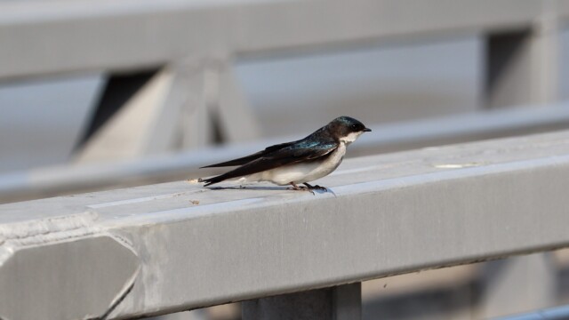 Tree swallow perched on the pier