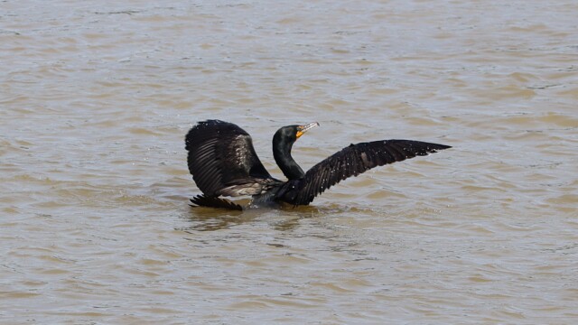 Cormorant having a stretch