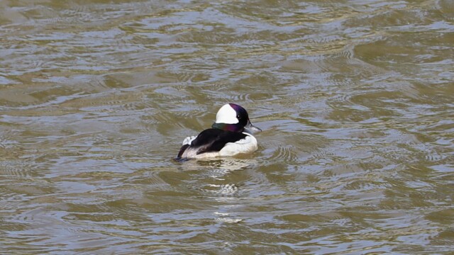 Bufflehead duck not sure about migration