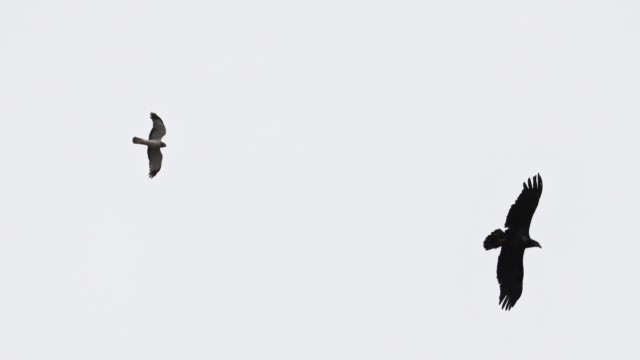 A northern harrier and bald eagle, seemingly flying together. Or at least very close to each other.