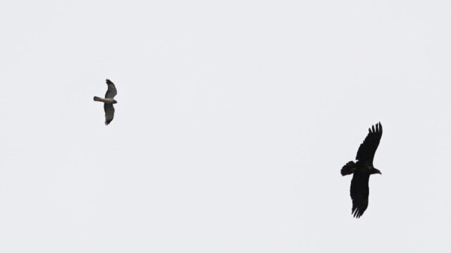 A northern harrier and bald eagle, seemingly flying together. Or at least very close to each other.