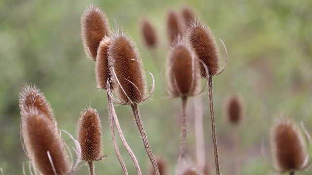 Field of focal points