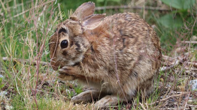 A bunny being even more adorable.