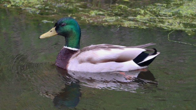 Mallard in a pond