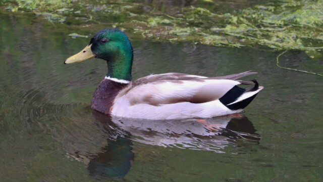 Mallard in a pond