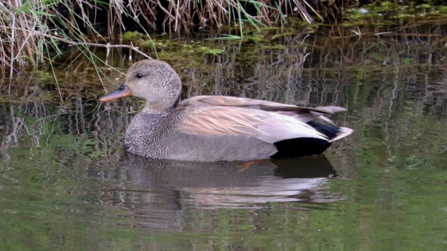 Male gadwall trailing behind the missus