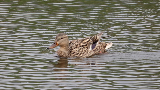 Female gadwall