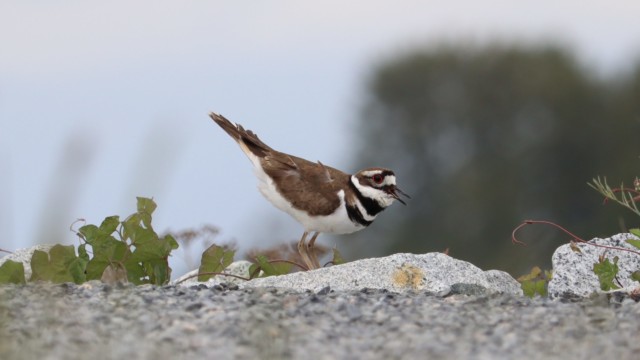 Killdeer with tail up