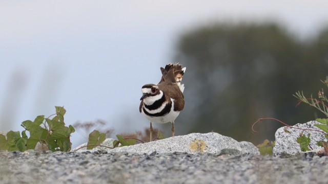 Killdeer pondering, possibly