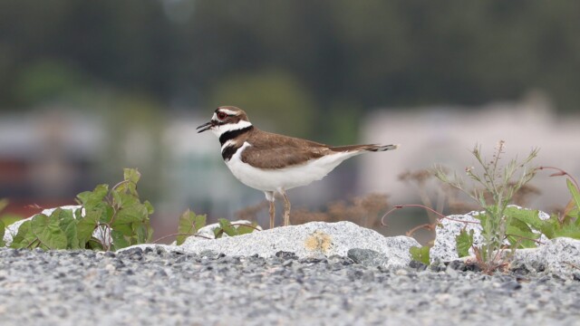 Killdeer on the move