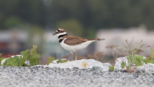 Killdeer on the move