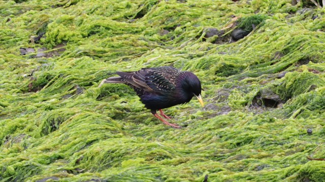 Starling in the seaweed