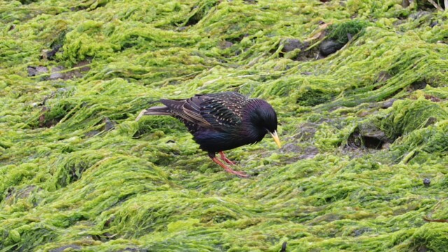 Starling in the seaweed
