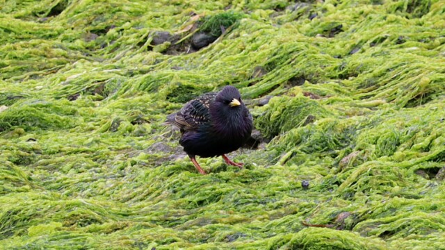 European starling with a look