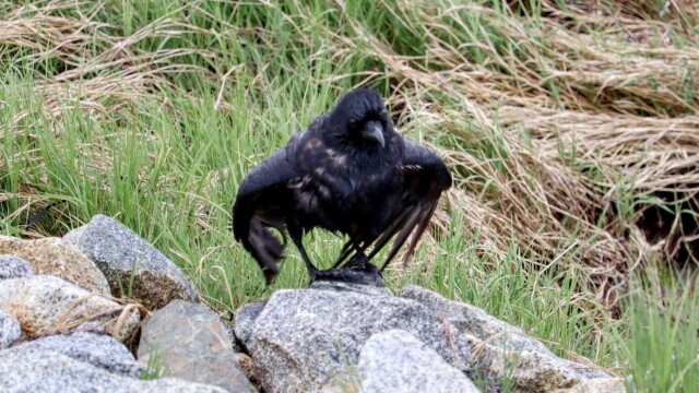Crow grooming, which looks kind of weird and creepy