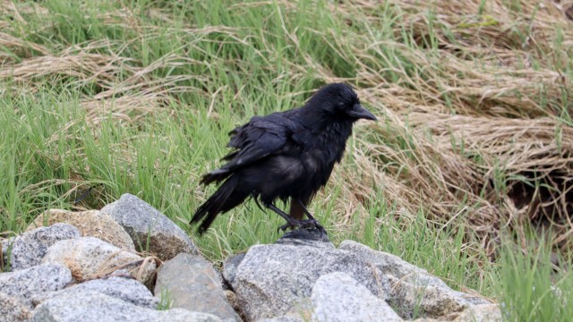 Crow grooming nearly complete