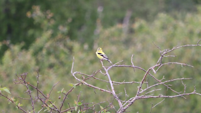 The first and closest shot of the goldfinch. Also, the best shot, which gives you an idea of what the rest looked like (Narrator: Not good.)