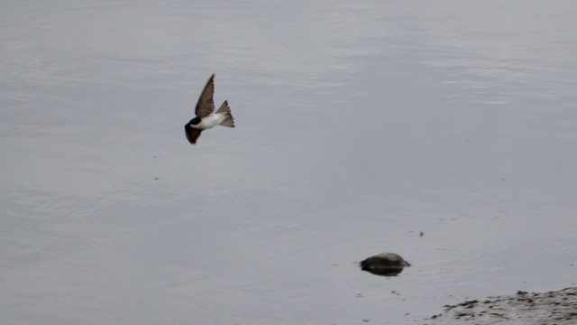 Diving swallow #2