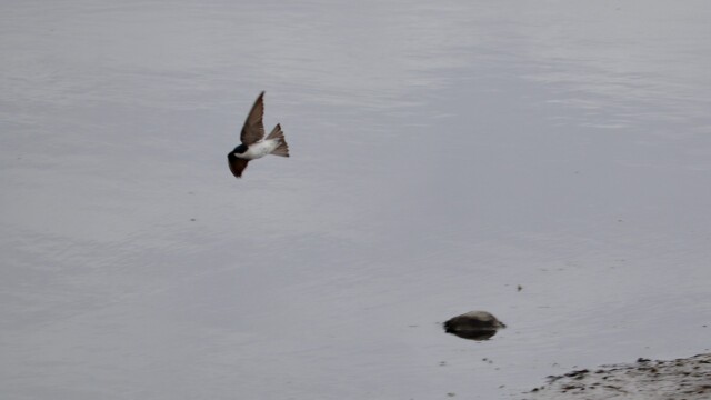 Diving swallow #2