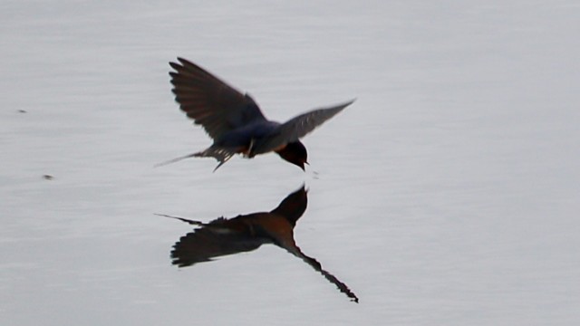 This is cropped in quite close, so it's not exactly crisp, but you can clearly see the swallow about to nab a bug just above the surface of the water.