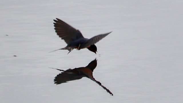This is cropped in quite close, so it's not exactly crisp, but you can clearly see the swallow about to nab a bug just above the surface of the water.