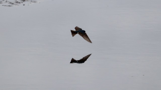 Diving swallow #3